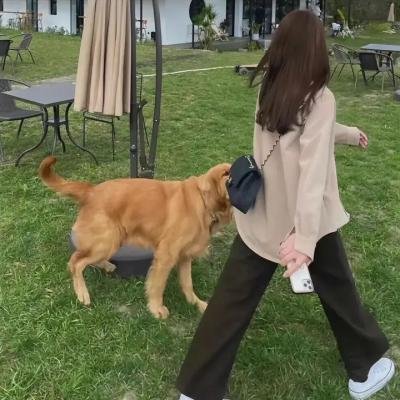 龙拳小子海报